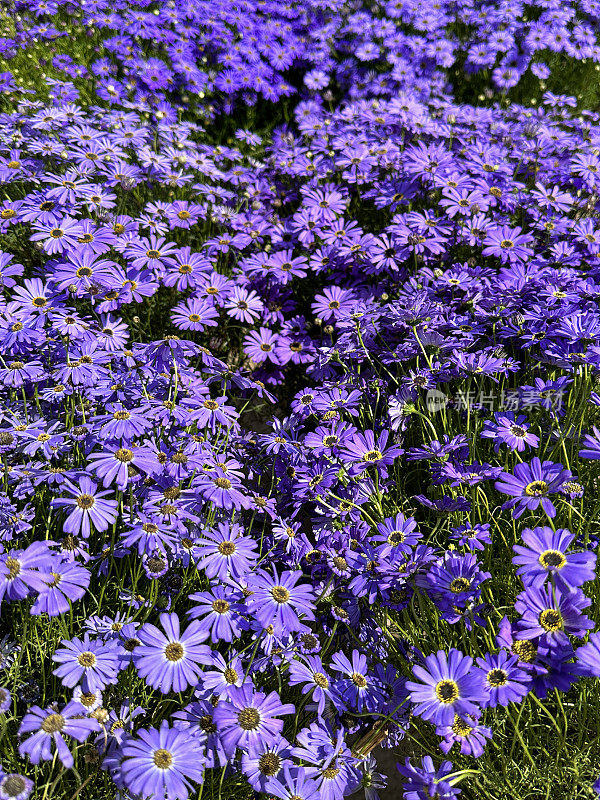 在阳光明媚的花园中展示的紫色开花的天鹅河雏菊(Brachyscome iberidifolia)的特写图像，高架视图，聚焦于前景